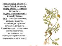 Трава якірців сланких – Herba Tribuli terrestris Якірці сланкі – Tribulus ter...