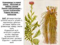Кореневища та корені левзеї – Rhizomata et radices Leuzeae Левзея сафлоровидн...