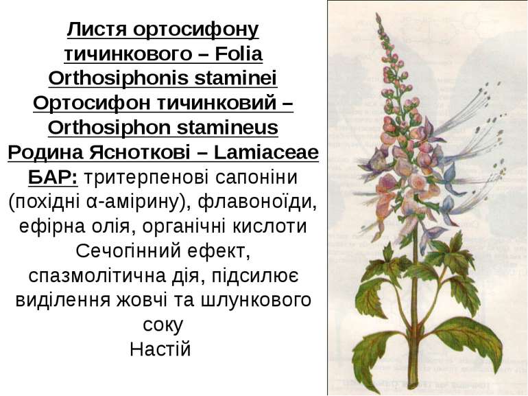 Листя ортосифону тичинкового – Folia Orthosiphonis staminei Ортосифон тичинко...