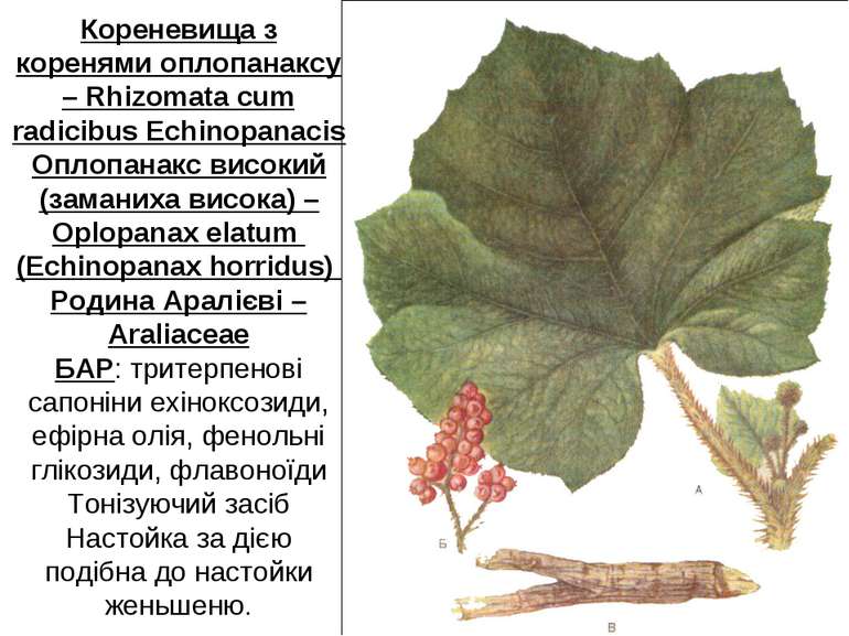 Кореневища з коренями оплопанаксу – Rhizomata cum radicibus Echinopanacis Опл...