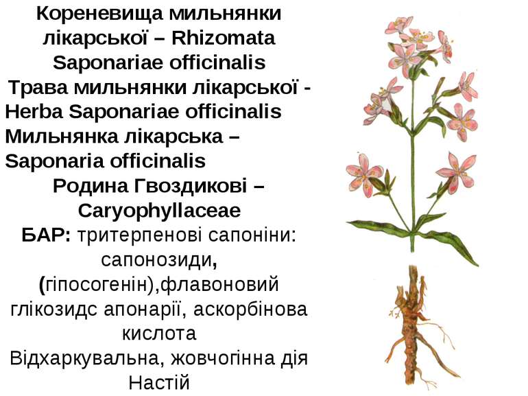 Кореневища мильнянки лікарської – Rhizomata Saponariae officinalis Трава миль...