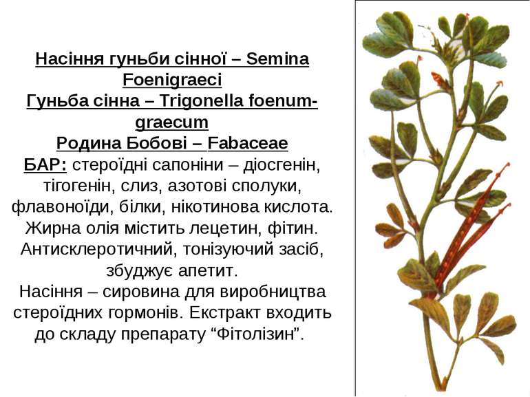 Насіння гуньби сінної – Semina Foenigraeci Гуньба сінна – Trigonella foenum-g...