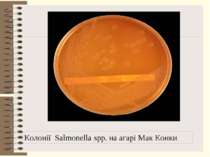 Колонії Salmonella spp. на агарі Мак Конки