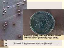 Колонії S. typhus на вісмут-сульфіт агарі
