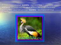 Восточный венценосный журавль - крупная птица из семейства журавлей, ведущая ...