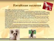 Китайская хохлатая Голые собаки - самые древние из известных на Земле пород, ...