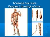 М’язова система. Будова і функції м’язів.