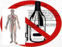 Влив алкоголю на серцево-судинну систему Алкоголь пригнічує утворення клітин ...