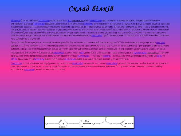 Склад білків Молекули білків є лінійними полімерами, що складаються з α-L-амі...