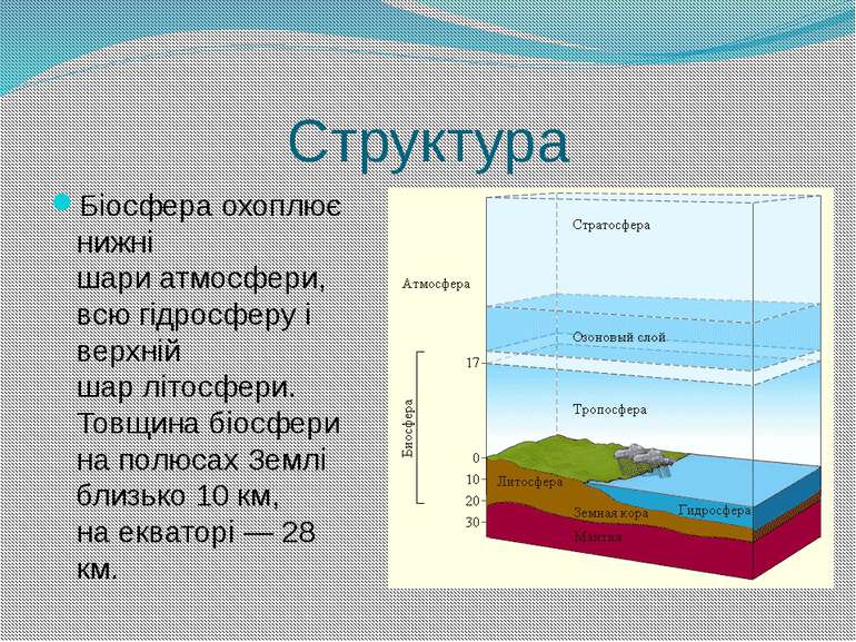 Структура Біосфера охоплює нижні шари атмосфери, всю гідросферу і верхній шар...