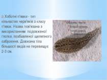 2) Хоботні п'явки - тип кільчастих черв'яків з класу п'явок. Назва пов'язана ...