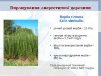 Вирощування енергетичної деревини Верба гілкова Salix viminalis: річний урожа...