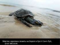 Мертва черепаха лежить на березі в бухті Сент-Луїс, штат Міссісіпі..
