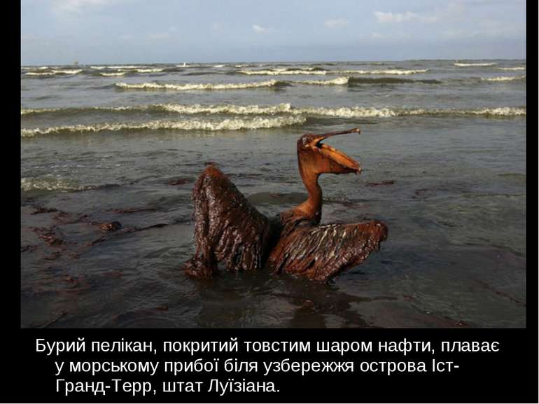 Бурий пелікан, покритий товстим шаром нафти, плаває у морському прибої біля у...