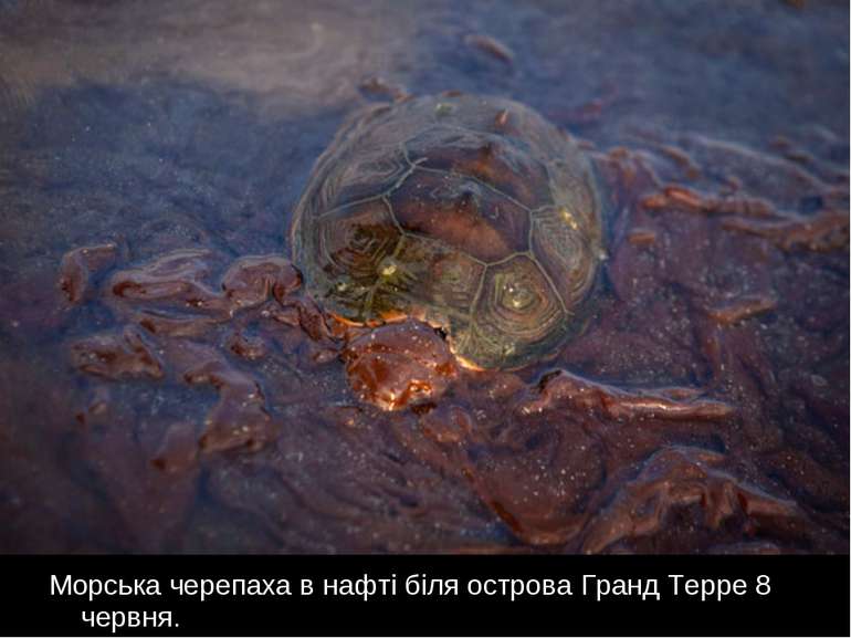 Морська черепаха в нафті біля острова Гранд Терре 8 червня.