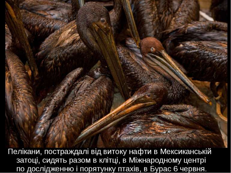 Пелікани, постраждалі від витоку нафти в Мексиканській затоці, сидять разом в...