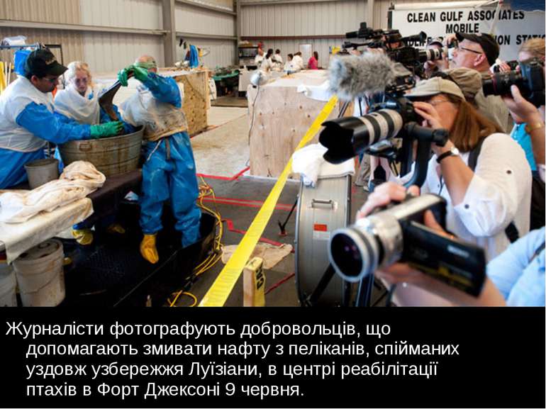 Журналісти фотографують добровольців, що допомагають змивати нафту з пелікані...