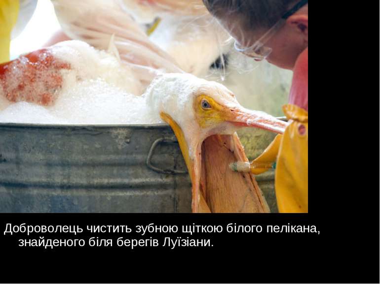 Доброволець чистить зубною щіткою білого пелікана, знайденого біля берегів Лу...