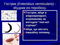 Гострик {Enterobius vermicularis) - збудник ен теробіозу. Гострик, яйця в мік...