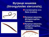Вугриця кишкова (Strongyloides stercoralis), статевозріла осо бина (самка). В...