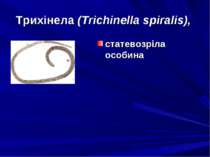 Трихінела (Trichinella spiralis), статевозріла особина