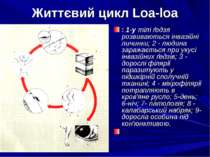 Життєвий цикл Loa-loa : 1-у тілі ґедзя розвиваються інвазійні личинки; 2 - лю...
