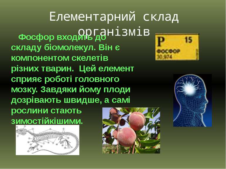 Елементарний склад організмів Фосфор входить до складу біомолекул. Він є комп...
