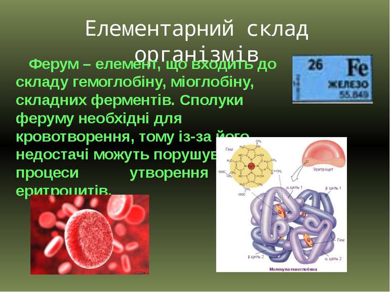 Елементарний склад організмів Ферум – елемент, що входить до складу гемоглобі...