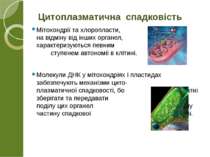 Мітохондрії та хлоропласти, на відміну від інших органел, характеризуються пе...