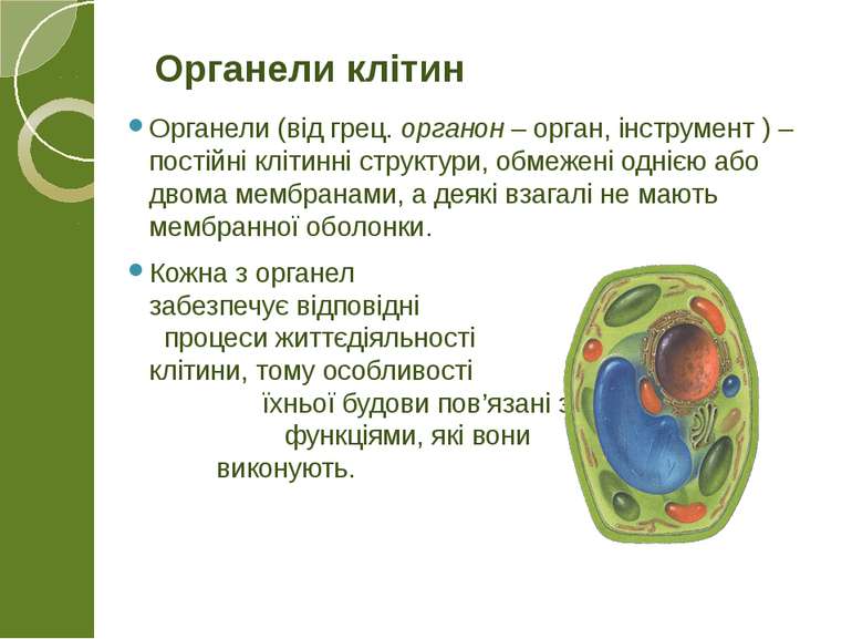 Органели (від грец. органон – орган, інструмент ) – постійні клітинні структу...