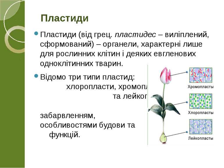 Пластиди (від грец. пластидес – виліплений, сформований) – органели, характер...