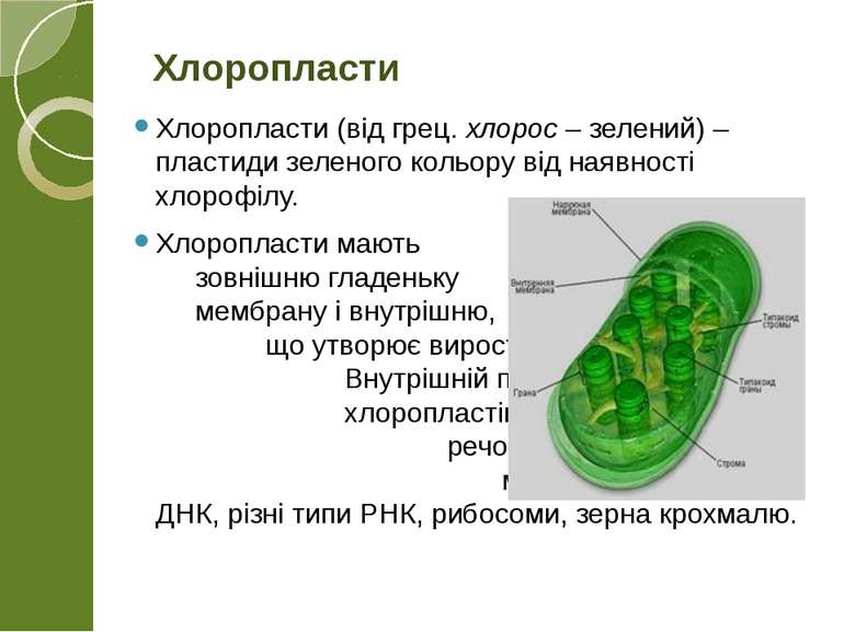 Хлоропласти (від грец. хлорос – зелений) – пластиди зеленого кольору від наяв...
