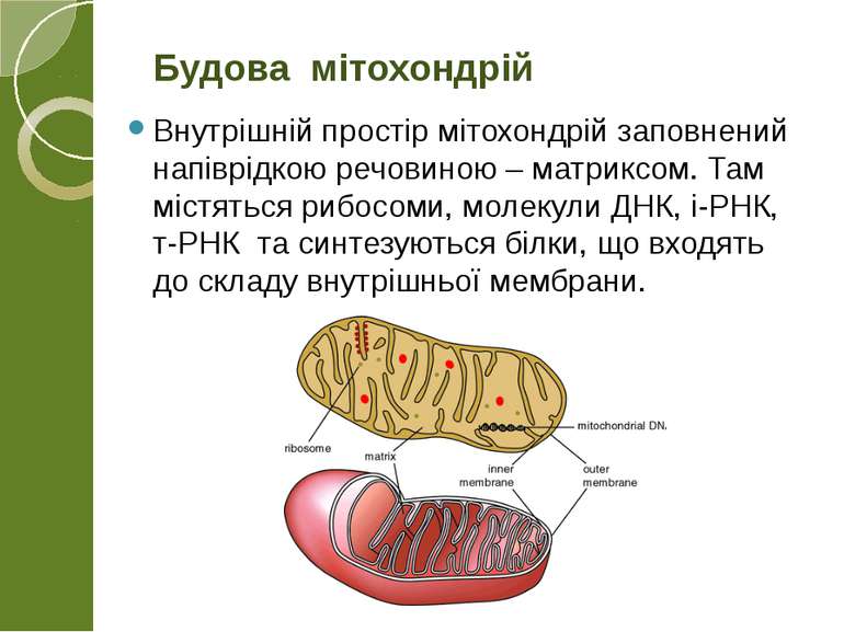 Внутрішній простір мітохондрій заповнений напіврідкою речовиною – матриксом. ...