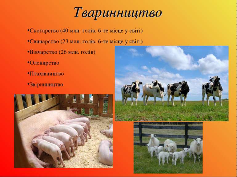 Тваринництво Скотарство (40 млн. голів, 6-те місце у світі) Свинарство (23 мл...
