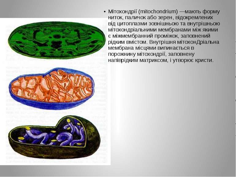Мітохондрії (mitochondrium) —мають форму ниток, паличок або зерен, відокремле...