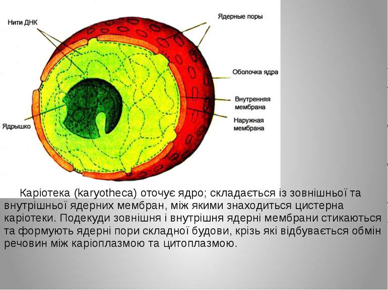 Каріотека (karyotheca) оточує ядро; складається із зовнішньої та внутрішньої ...
