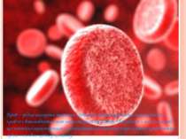 Кров – рідка сполучна тканина. Клітини безпосередньо не стикаються із кров’ю ...