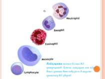 Лейкоцити значно більші від еретроцитів. Кожен лейкоцит має ядро. Вони грають...