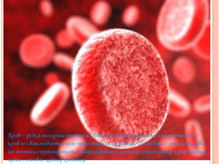 Кров – рідка сполучна тканина. Клітини безпосередньо не стикаються із кров’ю ...