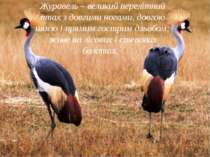 Журавель – великий перелітний птах з довгими ногами, довгою шиєю і прямим гос...