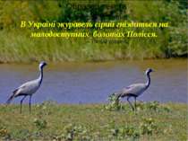 В Україні журавель сірий гніздиться на малодоступних болотах Полісся.