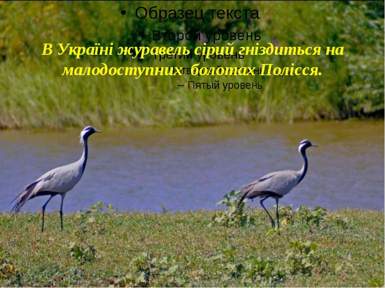 В Україні журавель сірий гніздиться на малодоступних болотах Полісся.