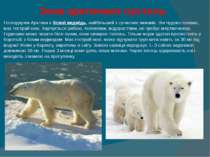 Зона арктичних пустель  Господарем Арктики є білий ведмідь, найбільший з суча...