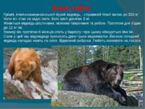 Зона тайги  Грізлі, північноамериканський бурий ведмідь, - справжній гігант в...