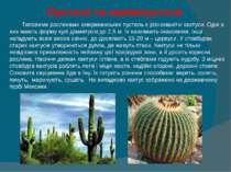 Пустелі та напівпустелі   Типовими рослинами американських пустель є різноман...