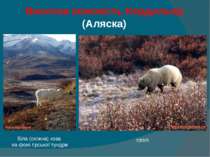 Висотна поясність Кордильєр (Аляска) Біла (сніжна) коза на фоні гірської тунд...