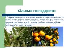 Сільське господарство В Африці експортне значення мають плоди цитрусових та м...