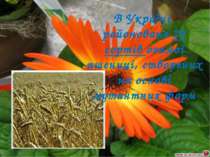 В Україні районовано 29 сортів озимої пшениці, створених на основі мутантних ...