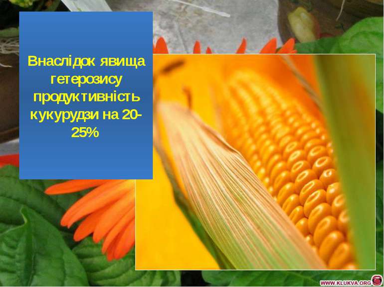 Внаслідок явища гетерозису продуктивність кукурудзи на 20-25%