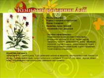 Фіалка триколірна Родина: Геснерієві (Gesneriaceae) Підтип: Однорічні Біологі...